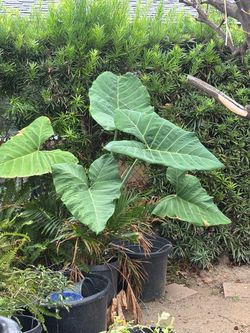 Elephant ear plant for sale
