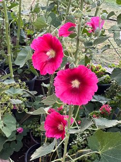 Early Day Featuring Our Amazing selection of plants including flowers