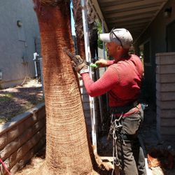 Trimming Palms Tree And Trees 
