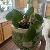 Antiques & Planty Things SW 