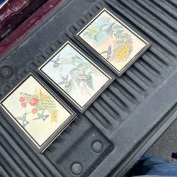 Hummingbird Portraits In Frames 