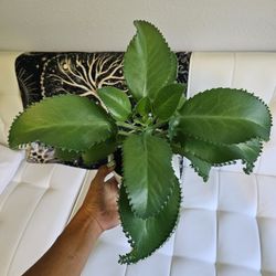 Mother Of Thousands Plants. With Bunch Of Babys Around The Leah's 