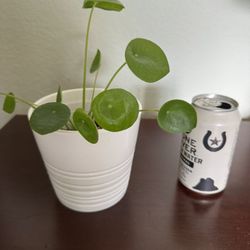Pilea Plant In Ceramic Planter Pot