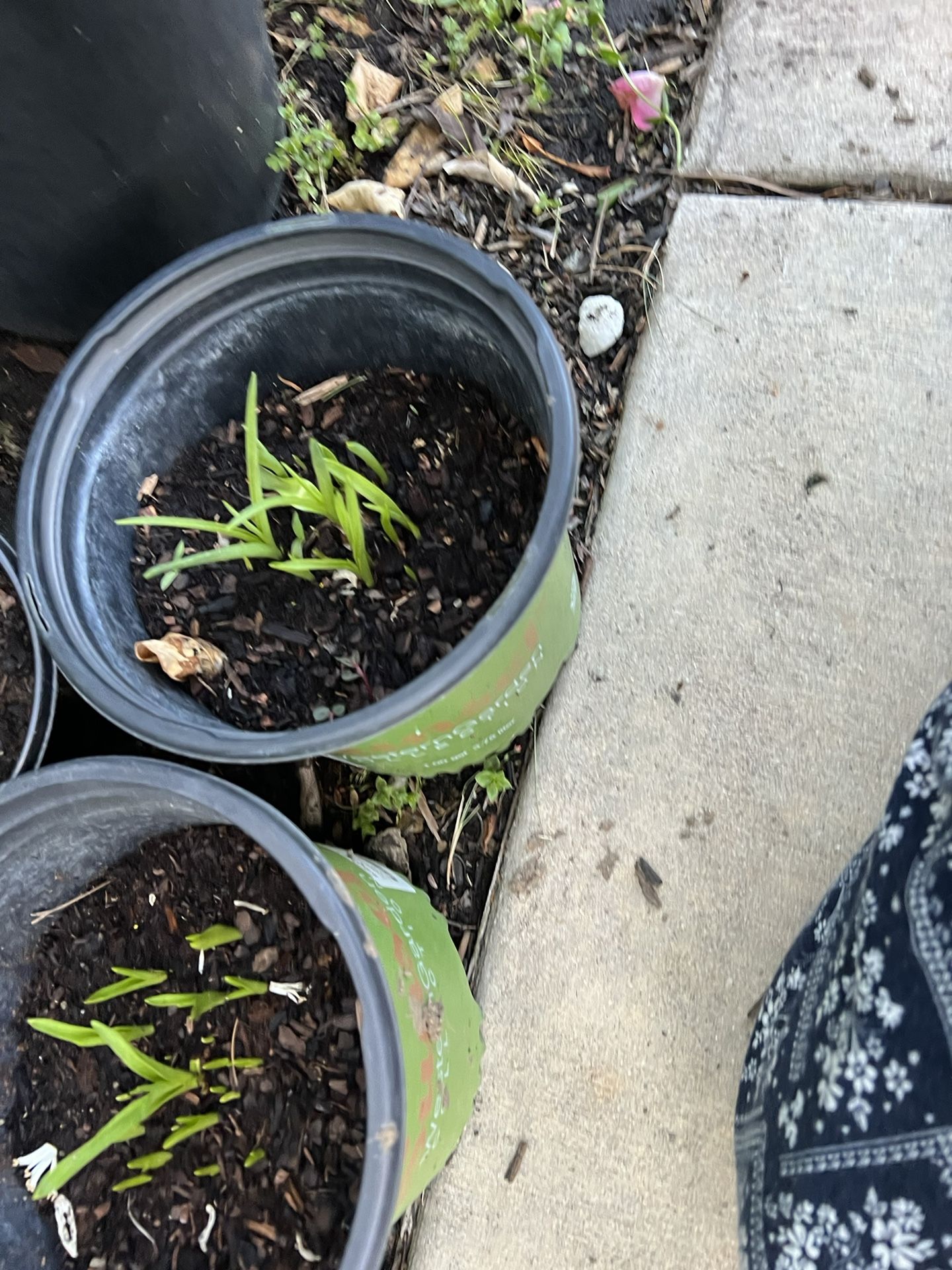 Tuberose Bulb for Sale in Roseville, CA OfferUp