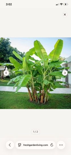 Hardy banana trees