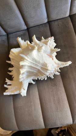 Seashell