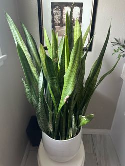 Large Monstera