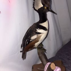 Taxidermy Bird 