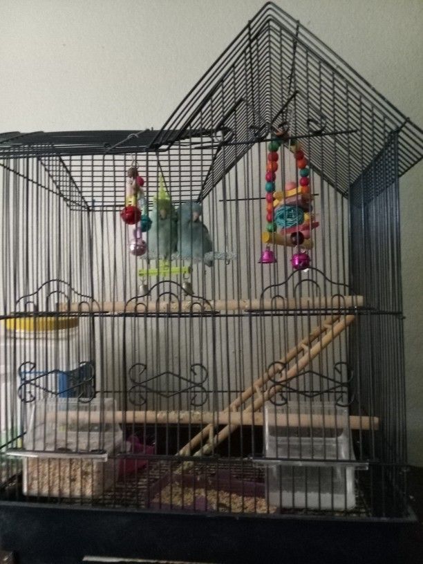 Bird Cage 