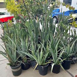 Aloe Vera’s Plants Prices Start $10-$20