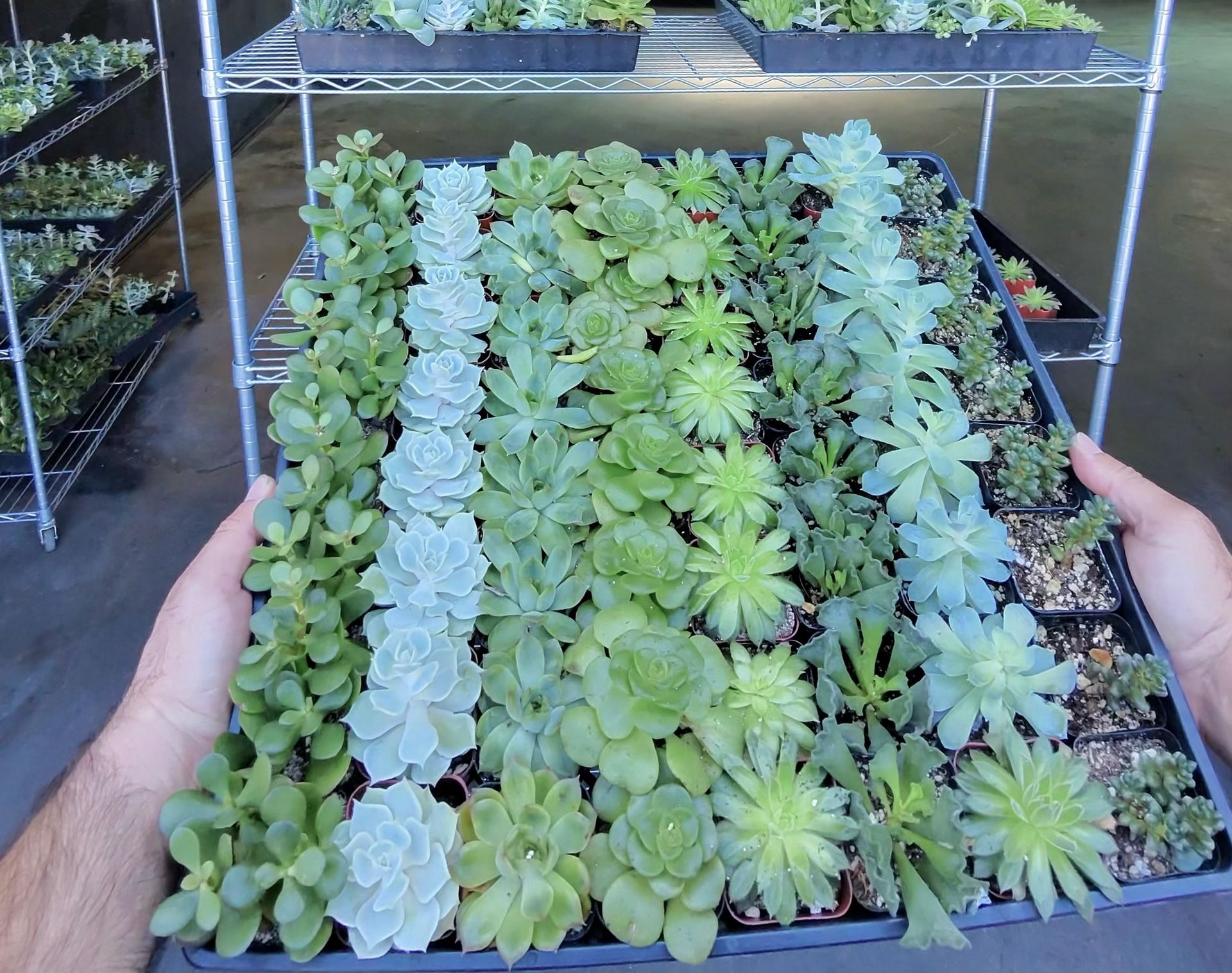 Get your hands on 64 succulents for just $40