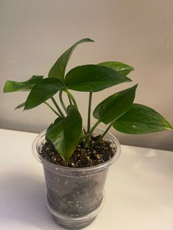 Pothos plant (small)