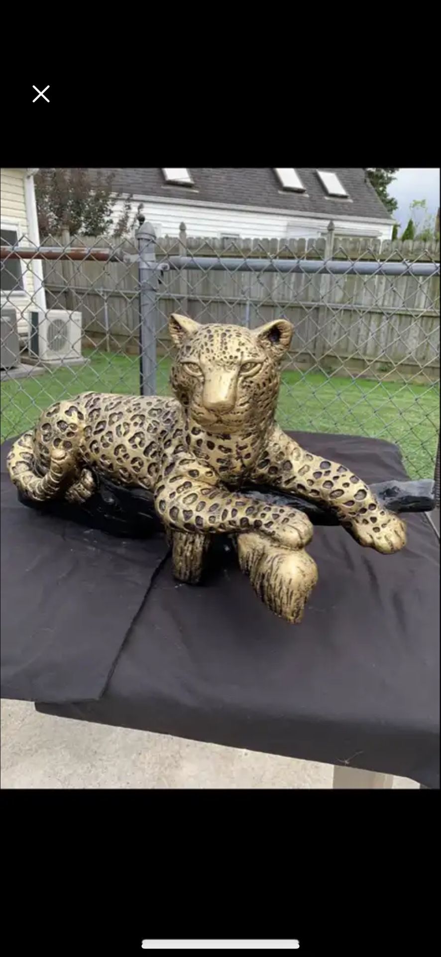 The golden leopard on the log