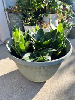 Snakes plant in a large pot
