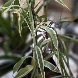 Plants Orchid With Growth And Dracena $18