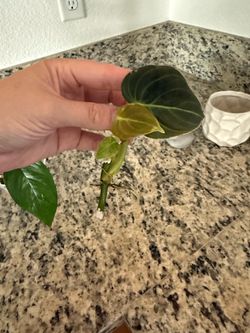 Philodendron Florida Green cutting