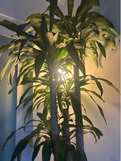 Palm tree