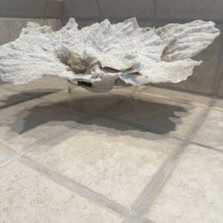 Coral Type Shell w display base .