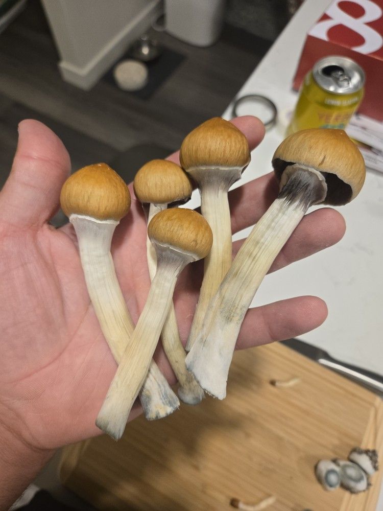 MuSHHroom Stickers