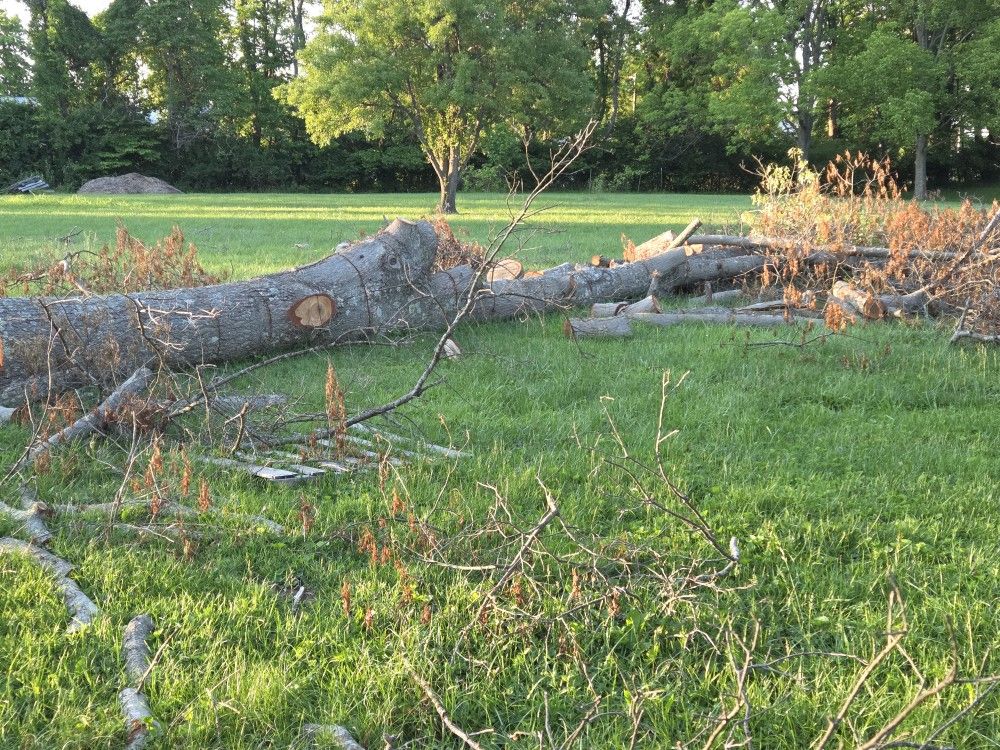 Free Firewood