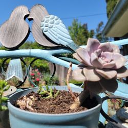Graptopetalum Purple Delight 