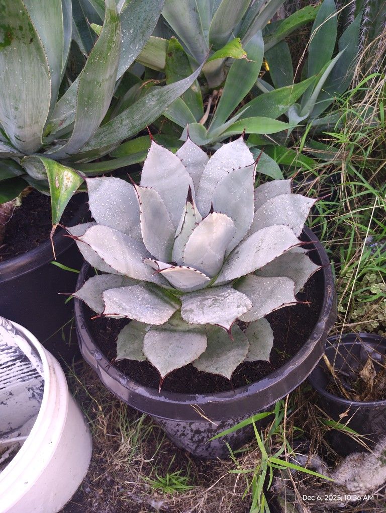 Blue Agave Plant