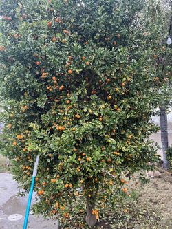Calamansi