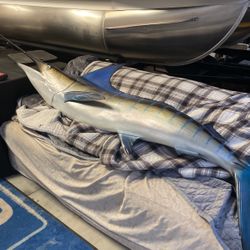 Blue marlin 112 Inches. Wall Mount. Great For Bar Or Mancave