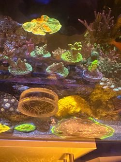 sps coral bill murray frag reef tank decoration