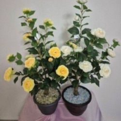 *** NEW LOW PRICE *** 3ft Faux Camellia Trees w Citrine / Clear Stones in 9in Planters @ Lasting Creations