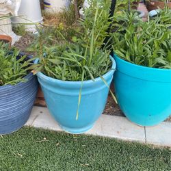 Beautiful Pot And Plants For Outside 