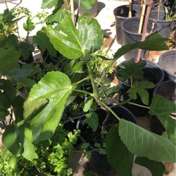 Figs Plants