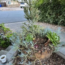 Large Succulent Arrangement- 40-50 Gallon 