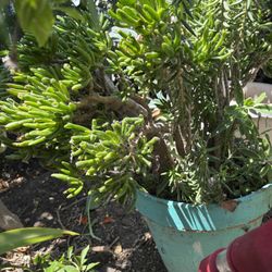Hobbit Jade Plant