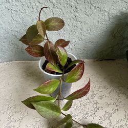 Hoya  Sunrise  Plant 