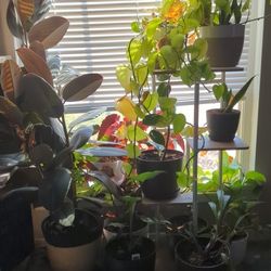 Various House Plants - Live