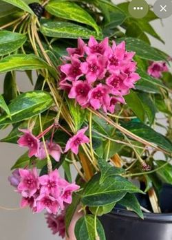 Hoya Denisii Frida