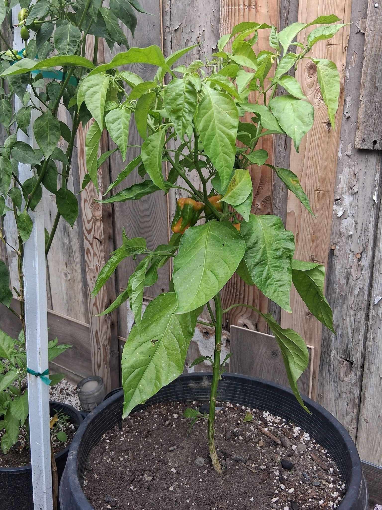 Habanero Plant 