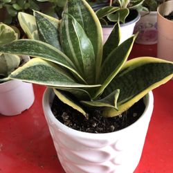 Air Purifying Dwarf Snake Plants In 6.5" Ceramic Pot