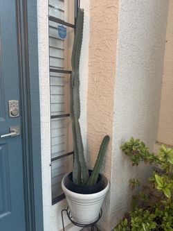 Peruvian Apple Cactus 4’8”+ Tall - Plus New Clipping From Pruning 