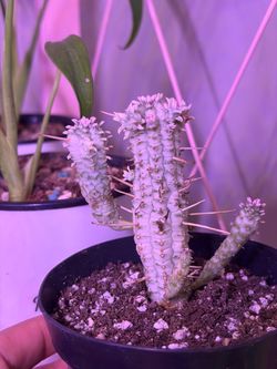 Variegated Euphorbia Mammillaris