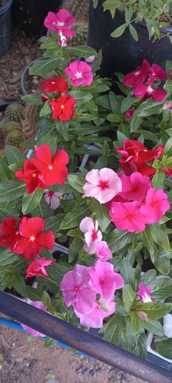 Vinca plants.