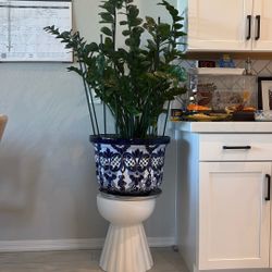 ZZ plant 