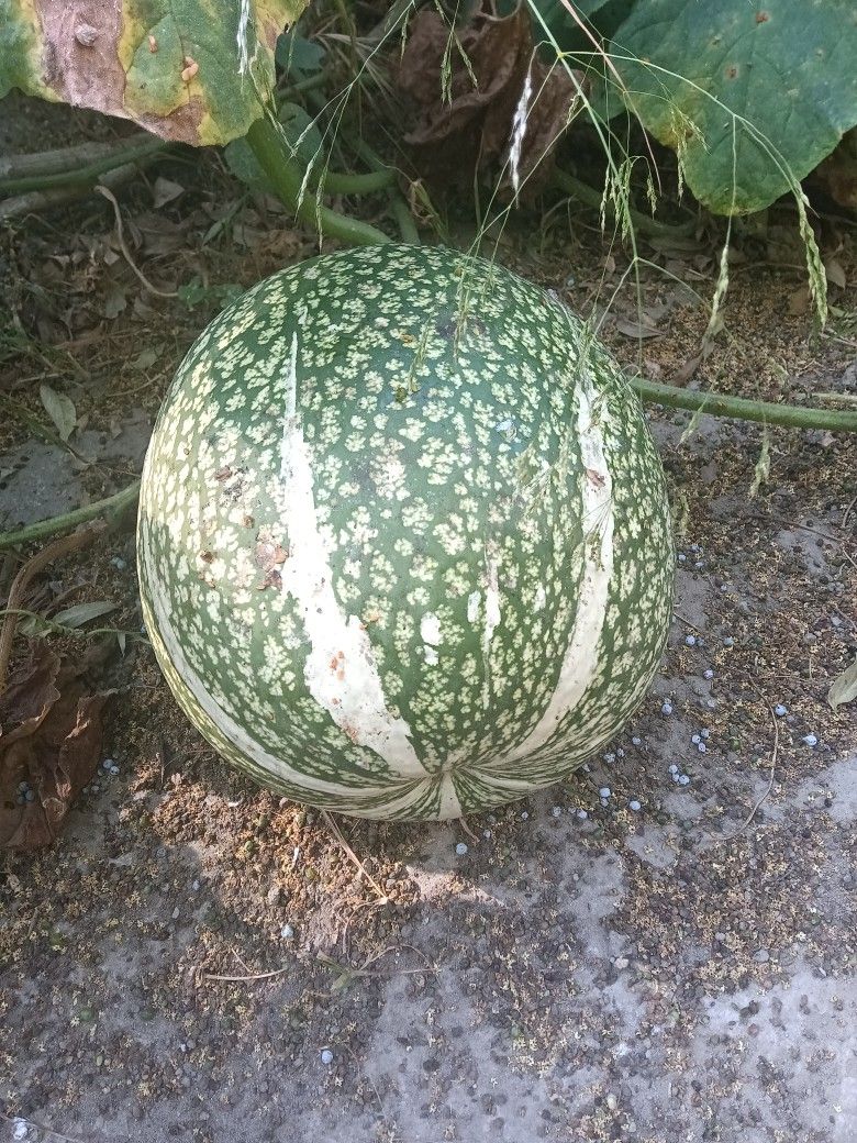 Chilacayote Fruits Fruta