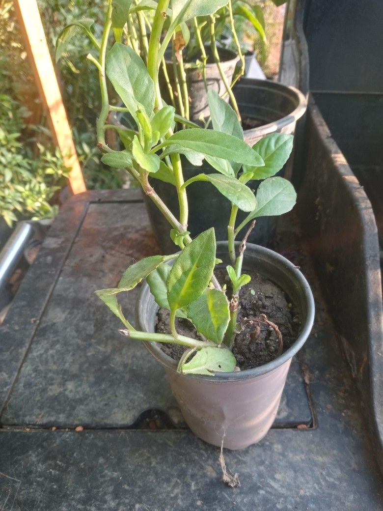 Planta Insulina
