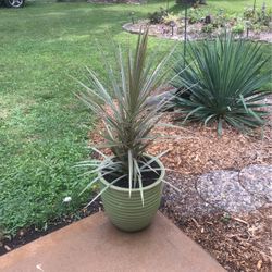 Tropical 3 Ft. Plant In Ceramic Planter 