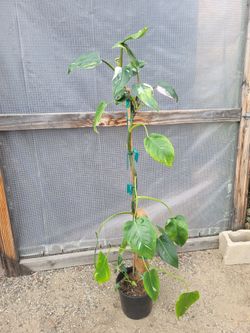 Philodendron Plant 4.5' Tall in 10" Nursery Pot