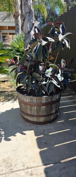 Rubber Tree FREE - Burgundy
