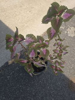 Coleus Plant in Small Pot
