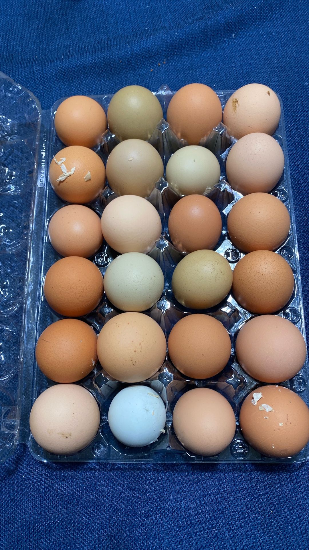 Fresh Free Range Chicken Eggs $7.50 A Dozen